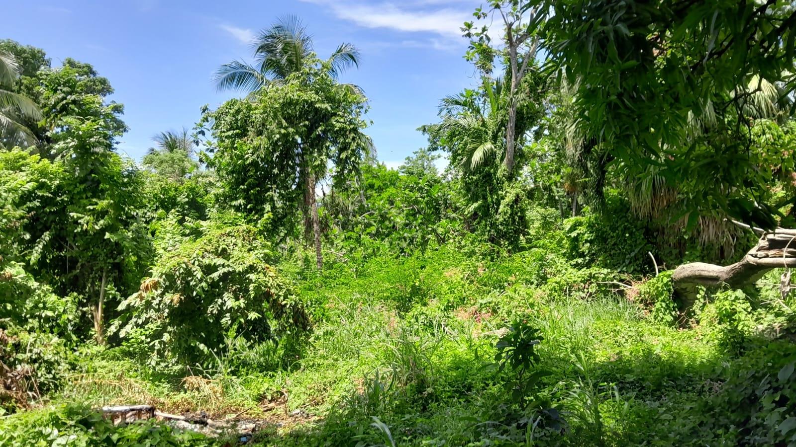 Third image of Hopewell, Hanover in Hopewell, Hanover, Jamaica - property is For Sale