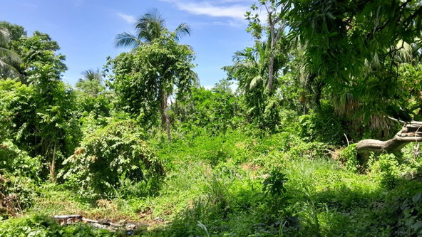 Third image of Hopewell, Hanover in Hopewell, Hanover, Jamaica - property is For Sale