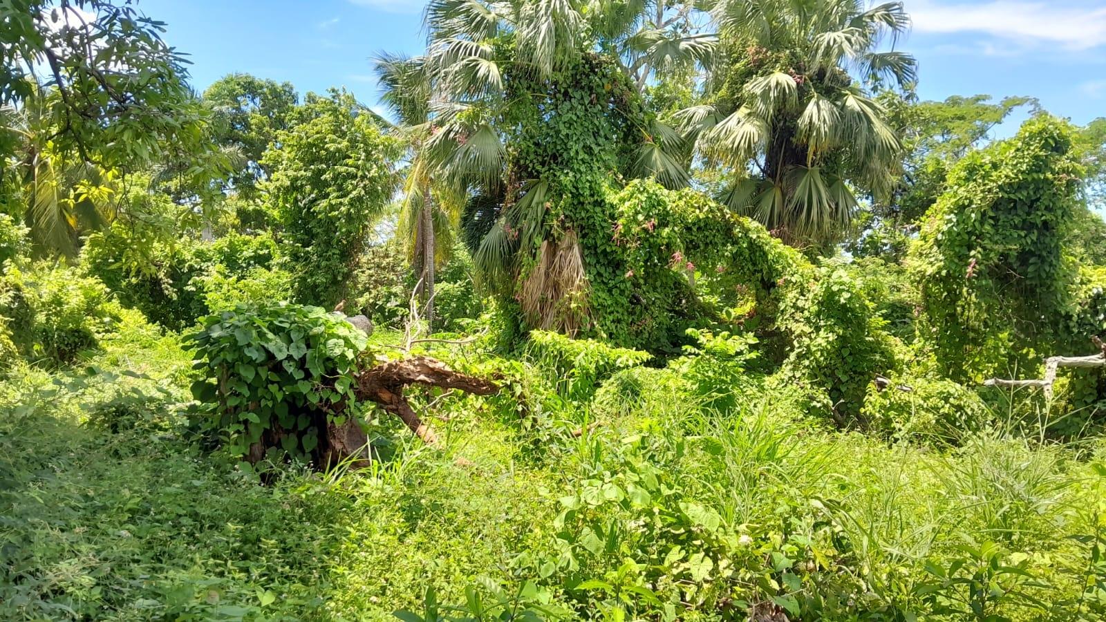 Fifth image of Hopewell, Hanover in Hopewell, Hanover, Jamaica - property is For Sale