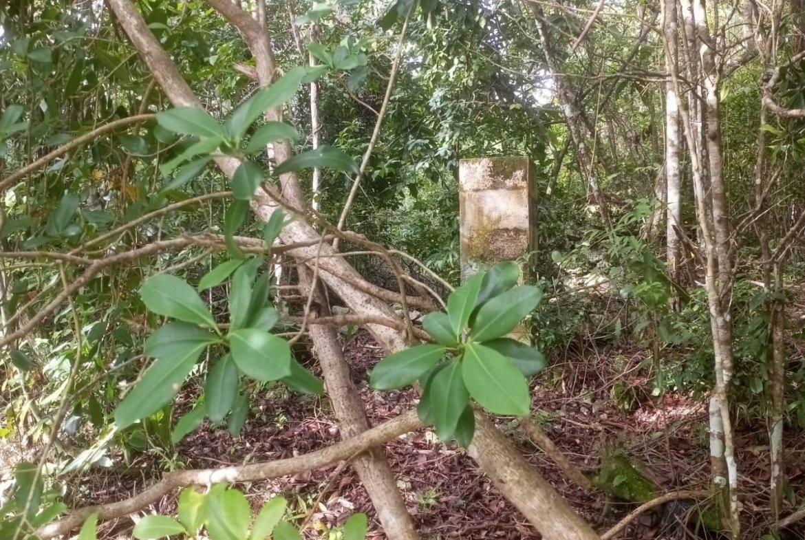 Fifth image of Woodlands in Red Hills, St. Andrew, Jamaica - property is For Sale