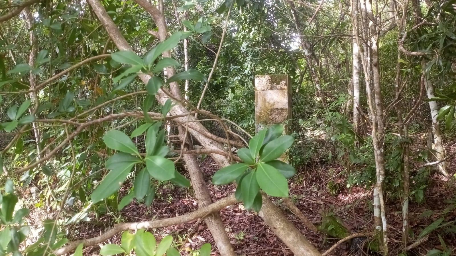 Fifth image of Woodlands in Red Hills, St. Andrew, Jamaica - property is For Sale