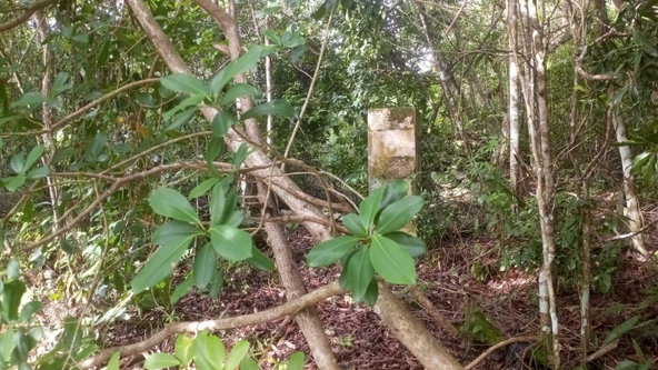 Fifth image of Woodlands in Red Hills, St. Andrew, Jamaica - property is For Sale