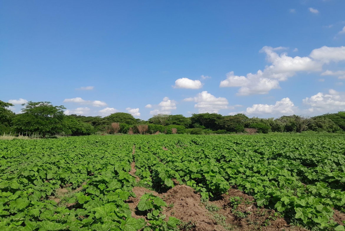 Second image of 17- Bushy Park st Catherine in Gutters, St. Catherine, Jamaica - property is For Sale