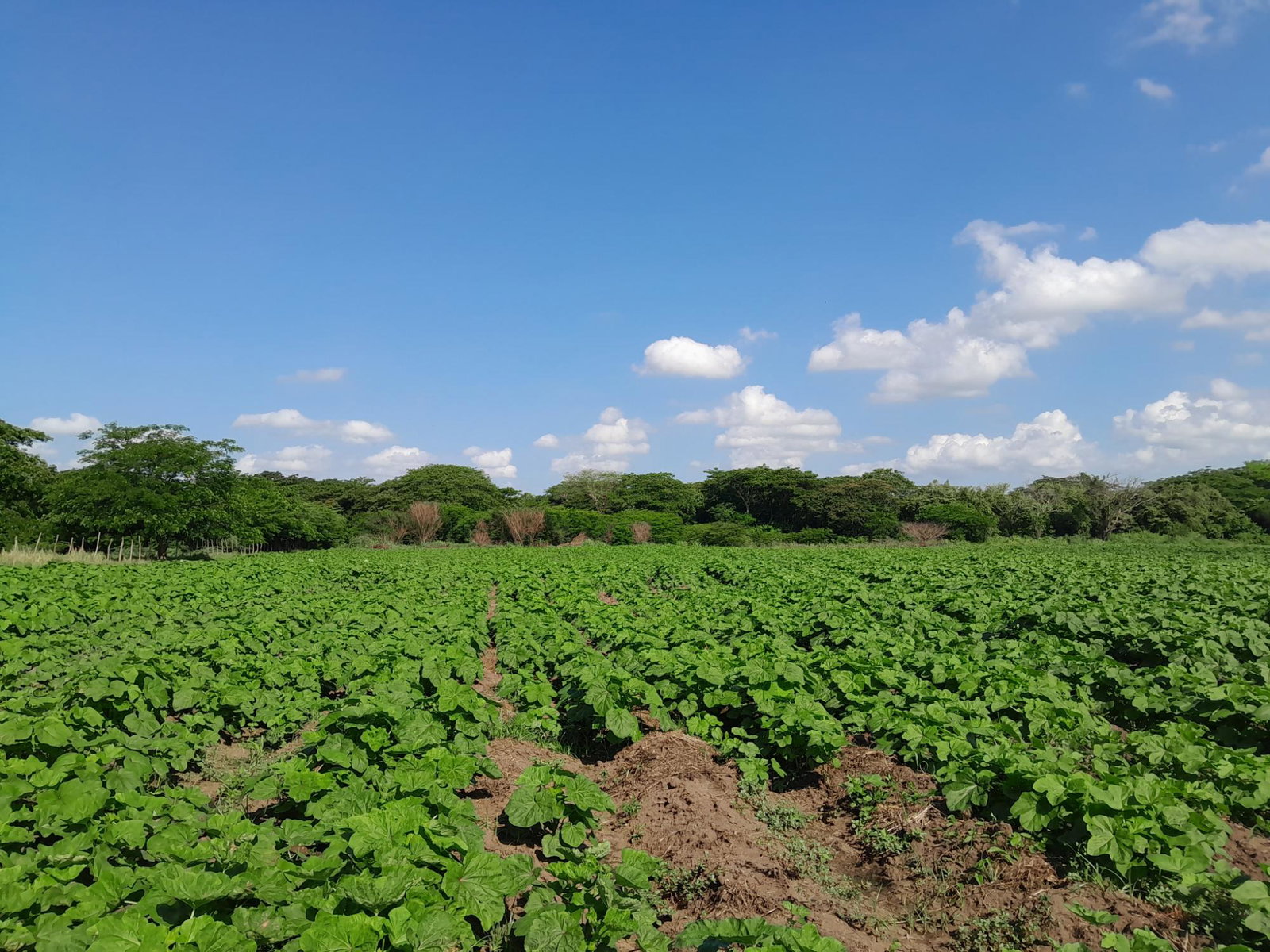 Second image of 17- Bushy Park st Catherine in Gutters, St. Catherine, Jamaica - property is For Sale