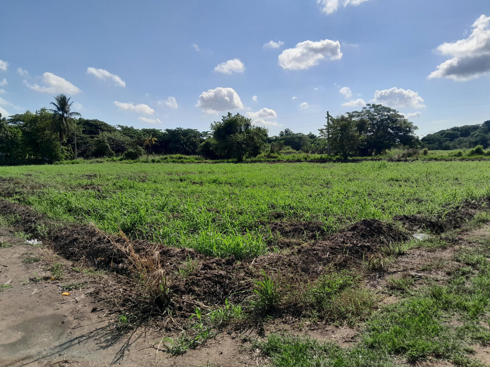 Third image of 17- Bushy Park st Catherine in Gutters, St. Catherine, Jamaica - property is For Sale
