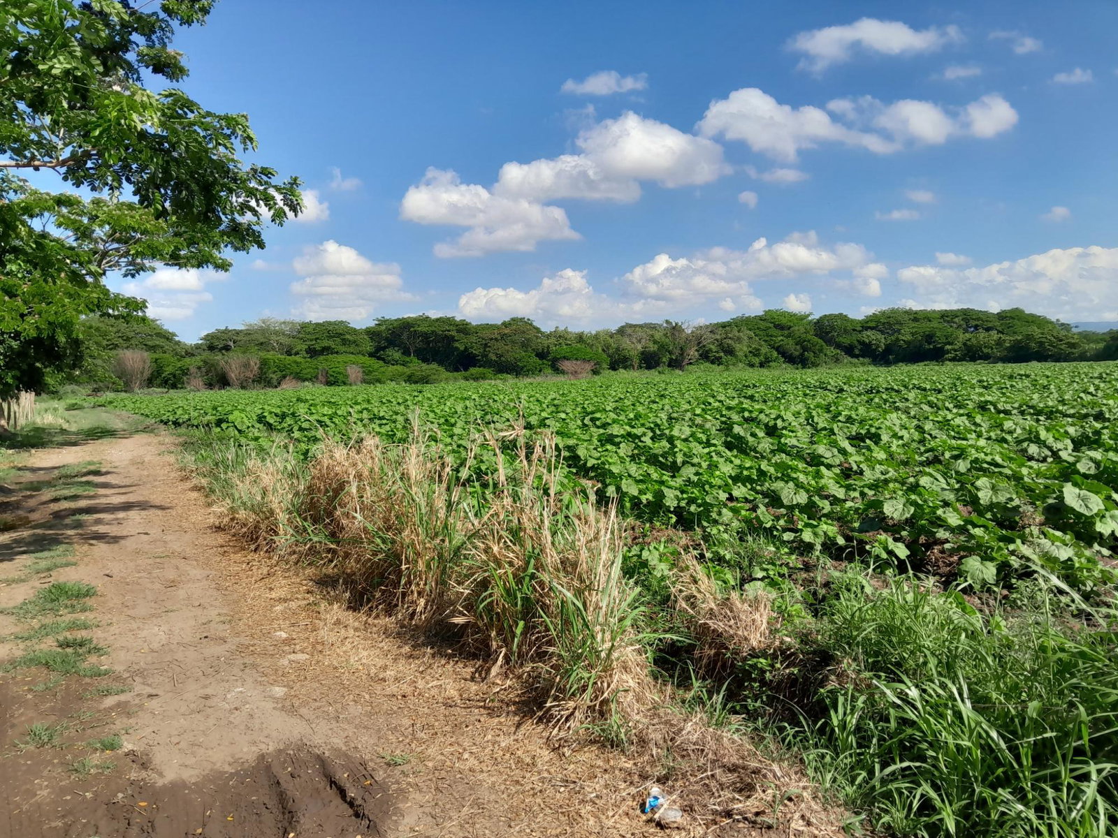 Fourth image of 17- Bushy Park st Catherine in Gutters, St. Catherine, Jamaica - property is For Sale