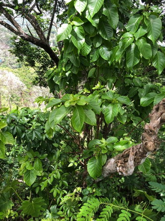 Eleventh image of 72 Sherwood Close, Sherbourn in Kingston 9, St. Andrew, Jamaica - property is For Sale