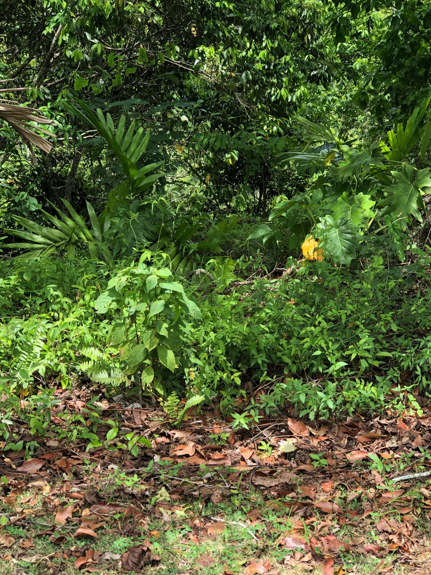 Tenth image of 72 Sherwood Close, Sherbourn in Kingston 9, St. Andrew, Jamaica - property is For Sale