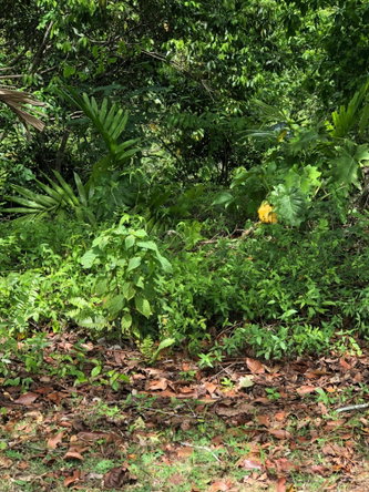 Tenth image of 72 Sherwood Close, Sherbourn in Kingston 9, St. Andrew, Jamaica - property is For Sale