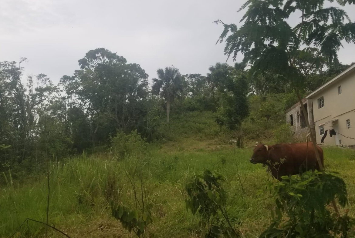 Second image of Lot 4 Waltham in Mandeville, Manchester, Jamaica - property is For Sale