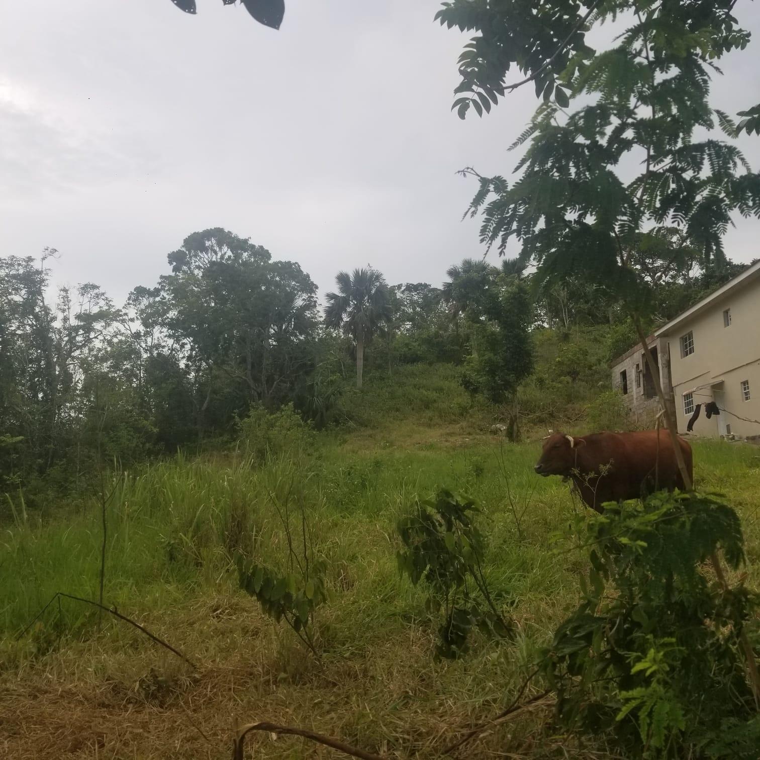 Second image of Lot 4 Waltham in Mandeville, Manchester, Jamaica - property is For Sale