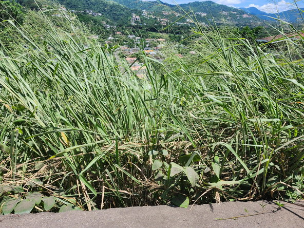 Fourth image of Lot 12 Mountain Slope, Kingston in Kingston 8, St. Andrew, Jamaica - property is For Sale
