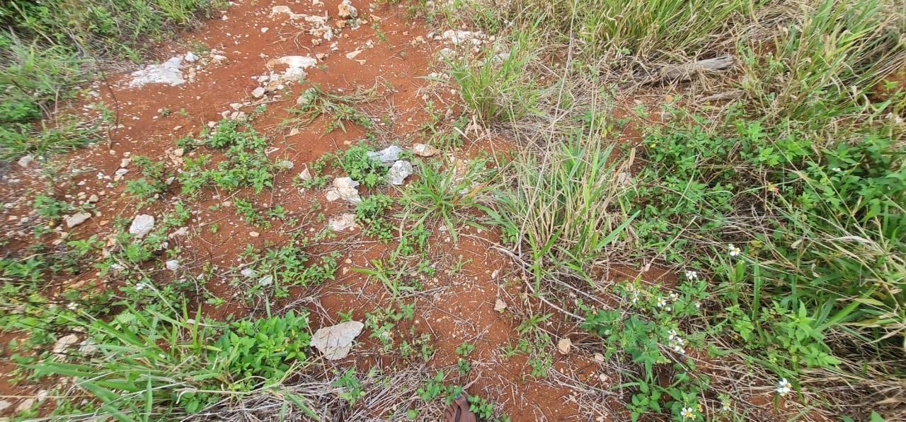 Prime-Residential-Lot-for-Sale-in-Manchester-Jamaica-2-Acres Fourteenth image of 6 Hatfield in Mandeville, Manchester, Jamaica - property is For Sale