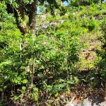 First image of Pusey Hill in Pratville, Manchester, Jamaica - property is For Sale