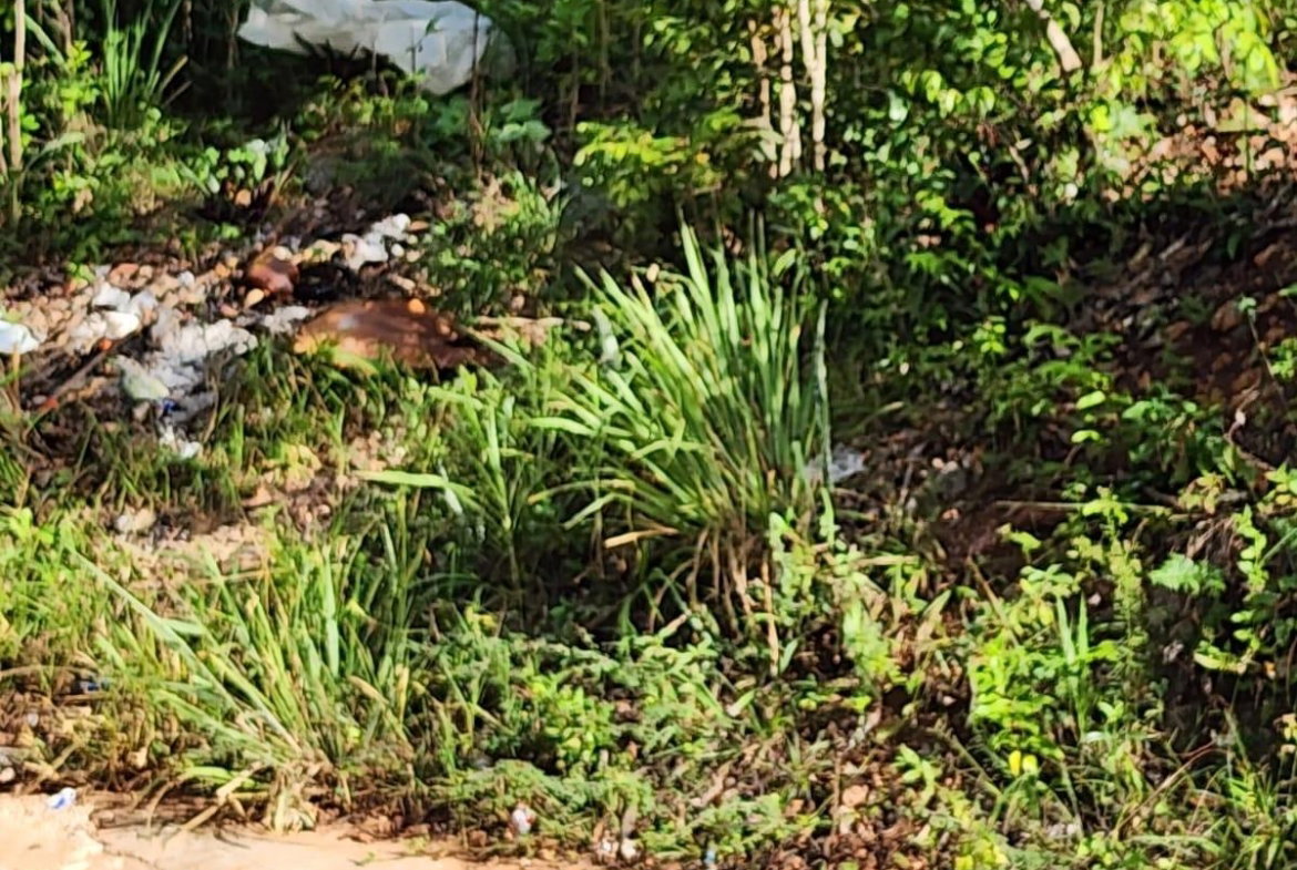 Third image of Pusey Hill in Pratville, Manchester, Jamaica - property is For Sale