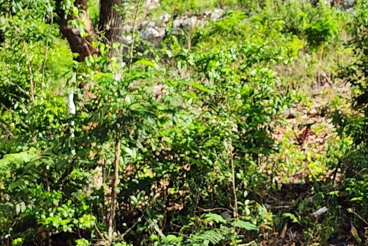 Fourth image of Pusey Hill in Pratville, Manchester, Jamaica - property is For Sale