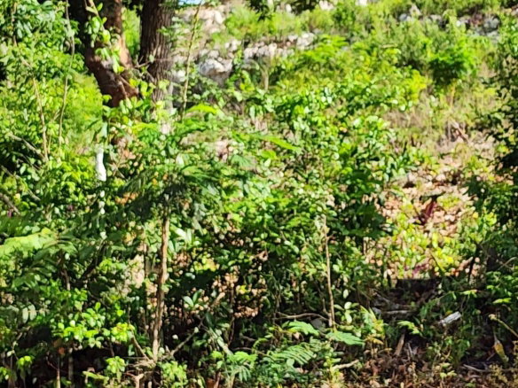 First image of Pusey Hill in Pratville, Manchester, Jamaica - property is For Sale