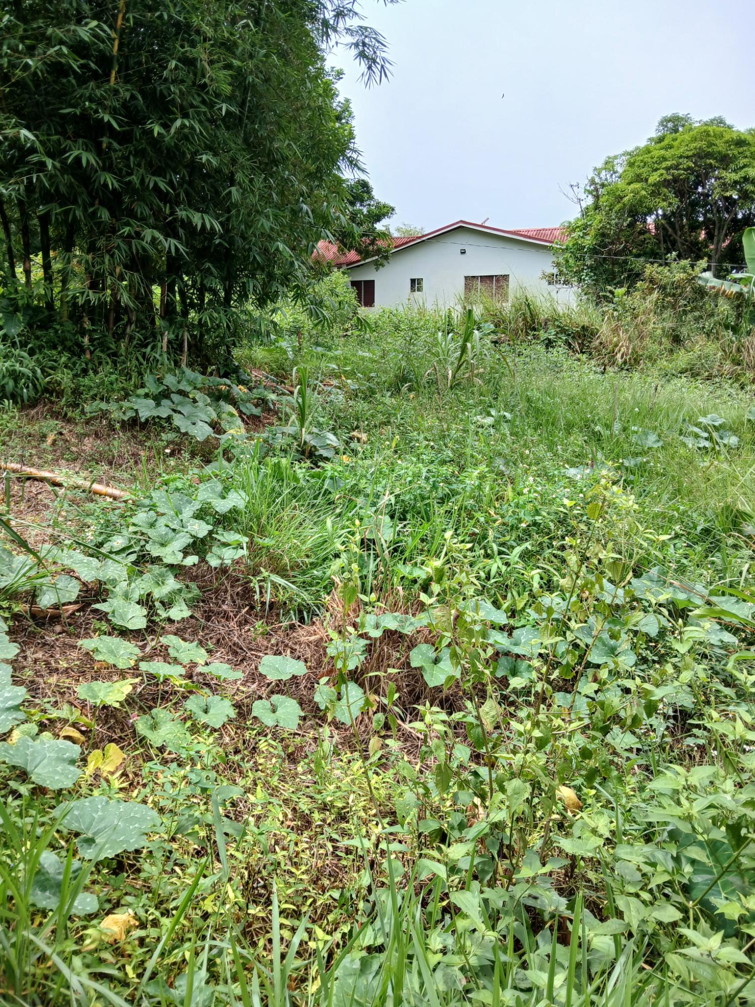 Sixth image of 2 Battersea Mandeville in Mandeville, Manchester, Jamaica - property is For Sale
