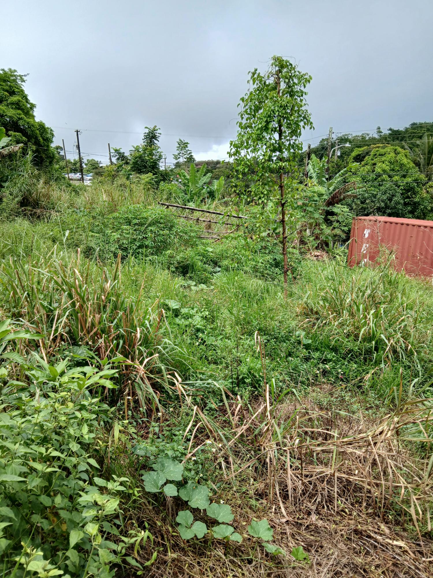 Ninth image of 2 Battersea Mandeville in Mandeville, Manchester, Jamaica - property is For Sale