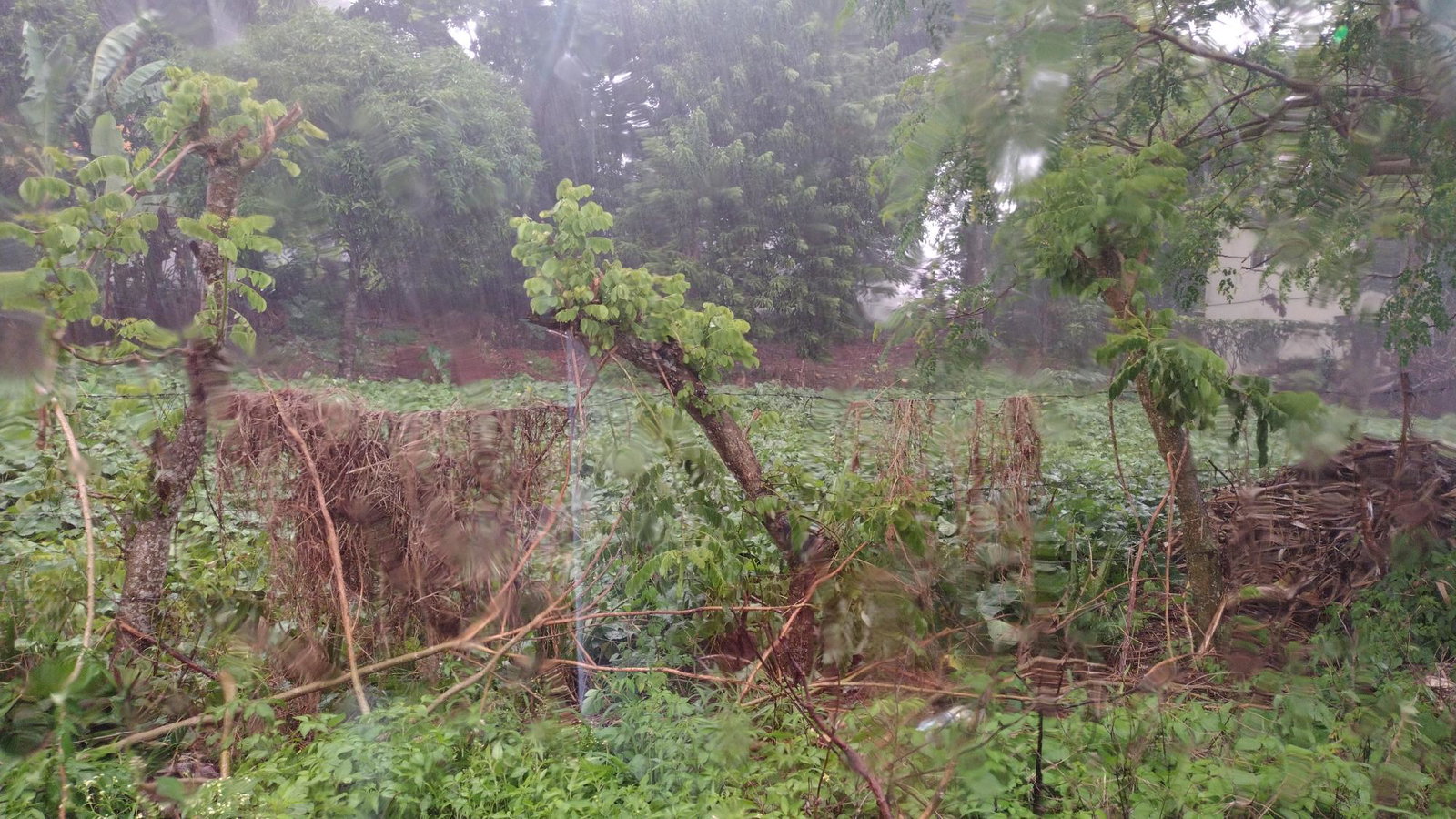 Prime-Residential-Lot-for-Sale-in-Marshalls-Pen-Mandeville-8412-sqft Second image of Lot#-198 Nightingale Drive in Mandeville, Manchester, Jamaica - property is For Sale