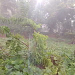 First image of Lot#-198 Nightingale Drive in Mandeville, Manchester, Jamaica - property is For Sale