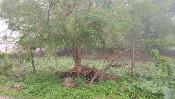 Fifth image of Lot#-198 Nightingale Drive in Mandeville, Manchester, Jamaica - property is For Sale