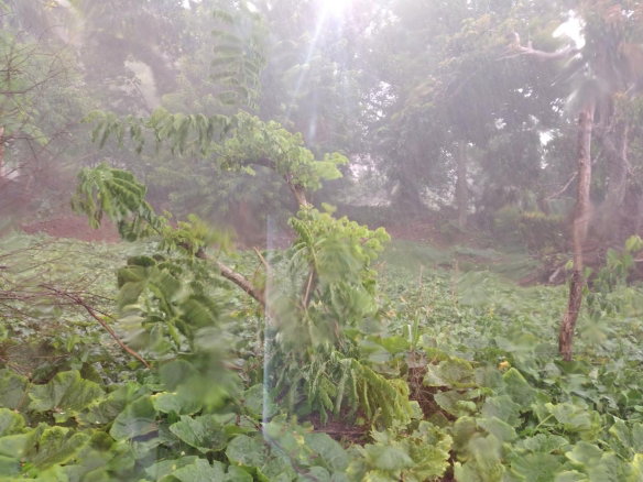 First image of Lot#-198 Nightingale Drive in Mandeville, Manchester, Jamaica - property is For Sale