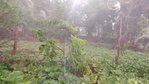 First image of Lot#-198 Nightingale Drive in Mandeville, Manchester, Jamaica - property is For Sale