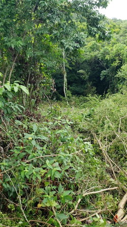 First image of 581 Orchard Gardens, Hopewell in Hopewell, Hanover, Jamaica - property is For Sale