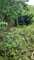 First image of 581 Orchard Gardens, Hopewell in Hopewell, Hanover, Jamaica - property is For Sale