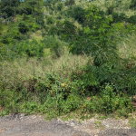 First image of Lot 647a Plantation Drive in Red Hills, St. Andrew, Jamaica - property is For Sale