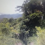 First image of Lot #9- Cocoa Boo in Ewarton, St. Catherine, Jamaica - property is For Sale