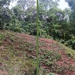First image of Property Road in Kingston 9, St. Andrew, Jamaica - property is For Sale