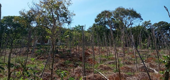 Third image of Lot 2 Mckinley Road in Mandeville, Manchester, Jamaica - property is For Sale