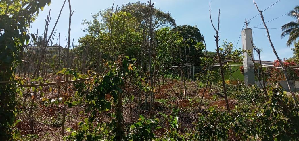 Fourth image of Lot 2 Mckinley Road in Mandeville, Manchester, Jamaica - property is For Sale