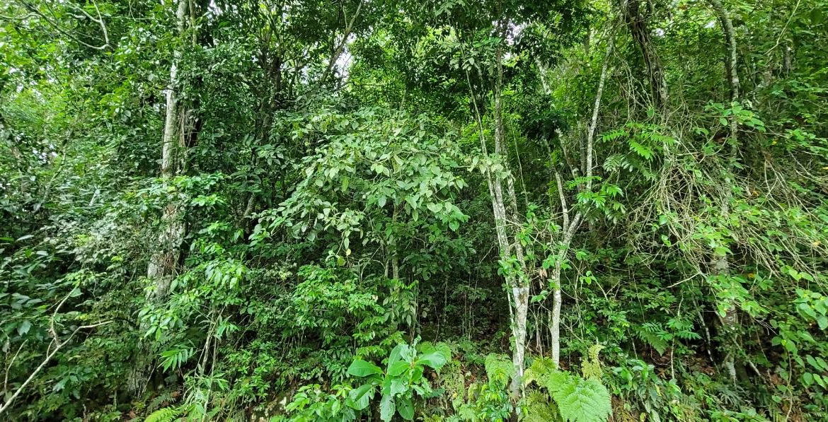 Second image of 85 Coopers Hill in Kingston 19, St. Andrew, Jamaica - property is For Sale