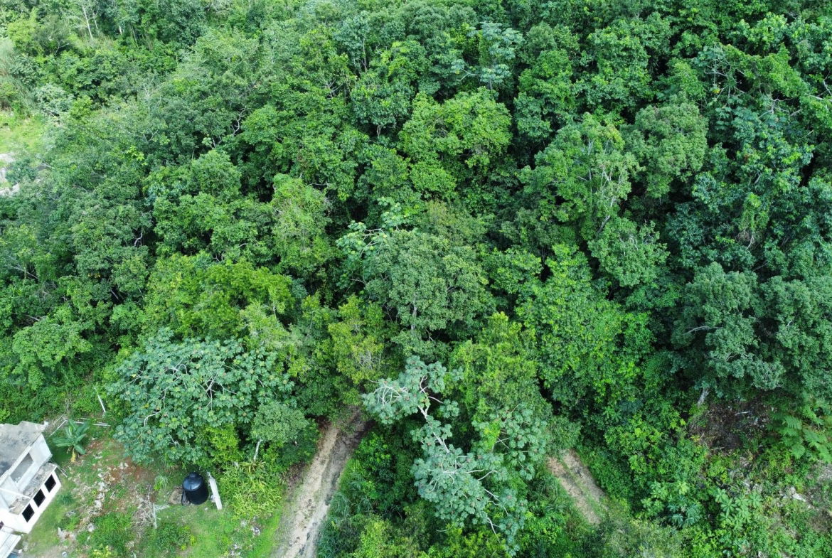 Ninth image of 85 Coopers Hill in Kingston 19, St. Andrew, Jamaica - property is For Sale