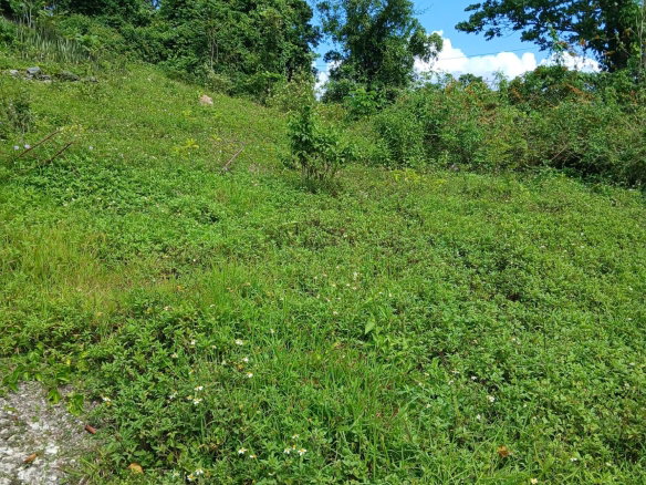 First image of 17a&18a Maderia Road Grovemount in Grove Mount, Manchester, Jamaica - property is For Sale