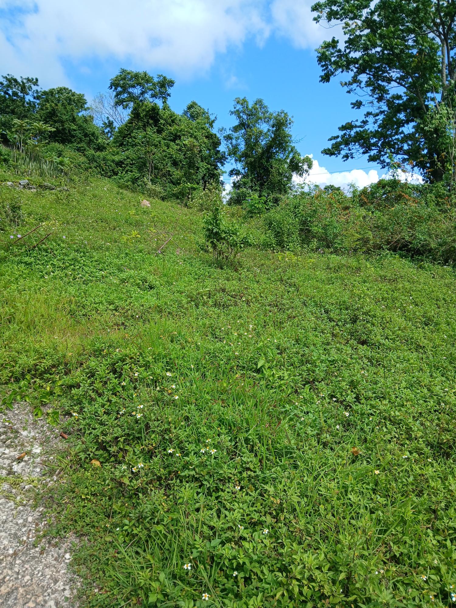First image of 17a&18a Maderia Road Grovemount in Grove Mount, Manchester, Jamaica - property is For Sale