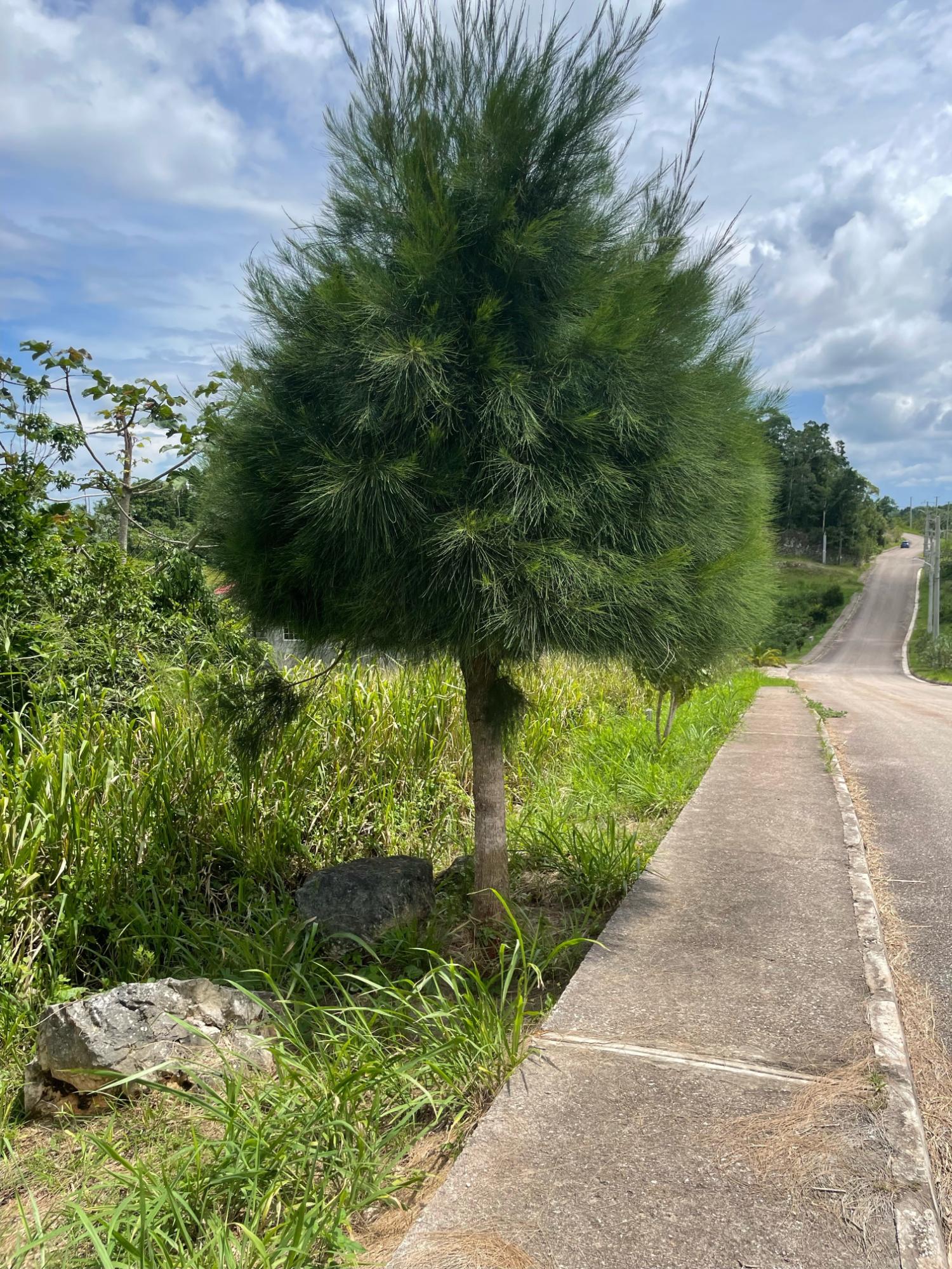Fifth image of Lot-278 Moorlands Manor in Mandeville, Manchester, Jamaica - property is For Sale