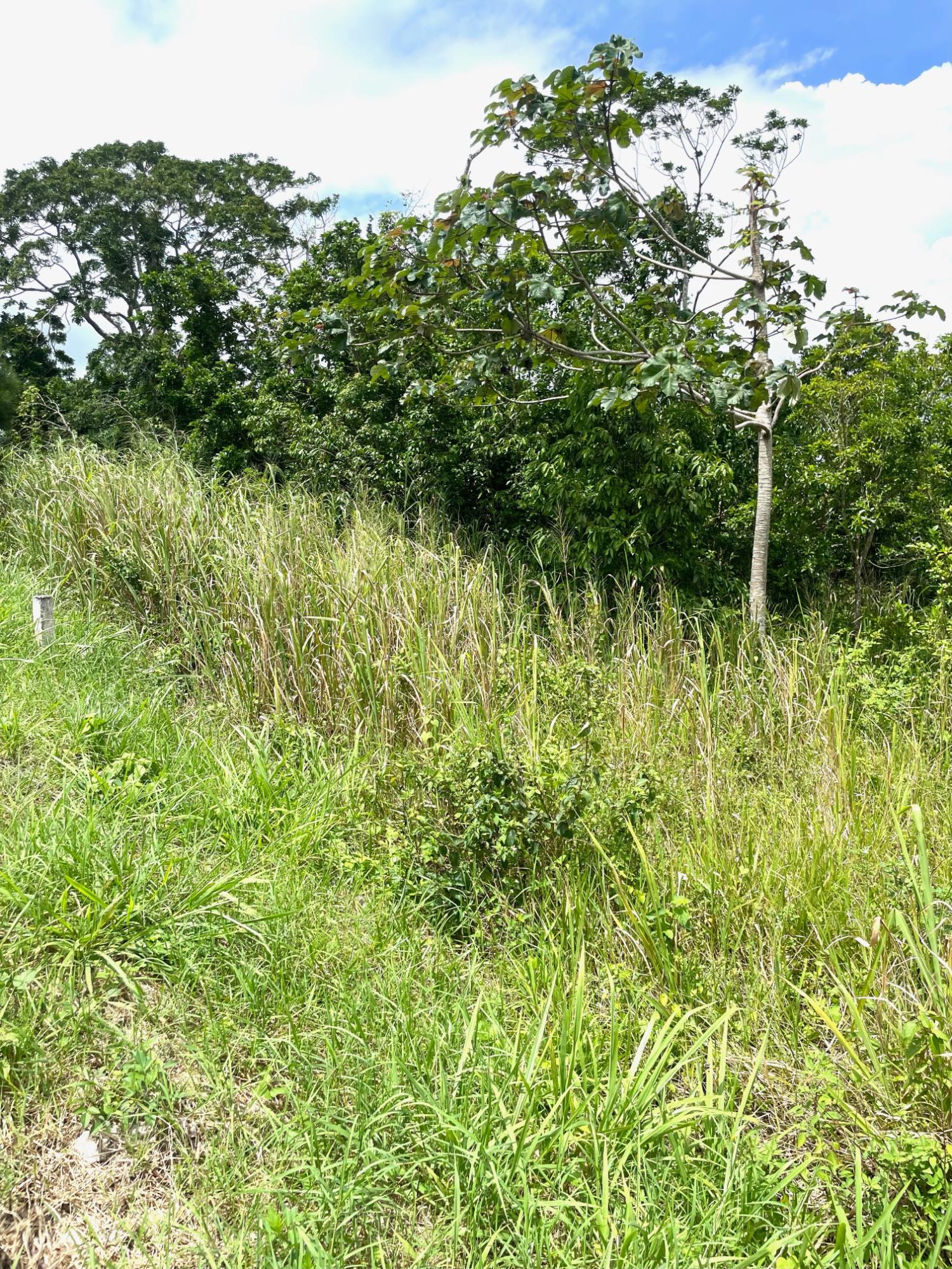 Sixth image of Lot-278 Moorlands Manor in Mandeville, Manchester, Jamaica - property is For Sale