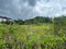First image of 342 Newark Grove, Spur Tree in Spur Tree, Manchester, Jamaica - property is For Sale