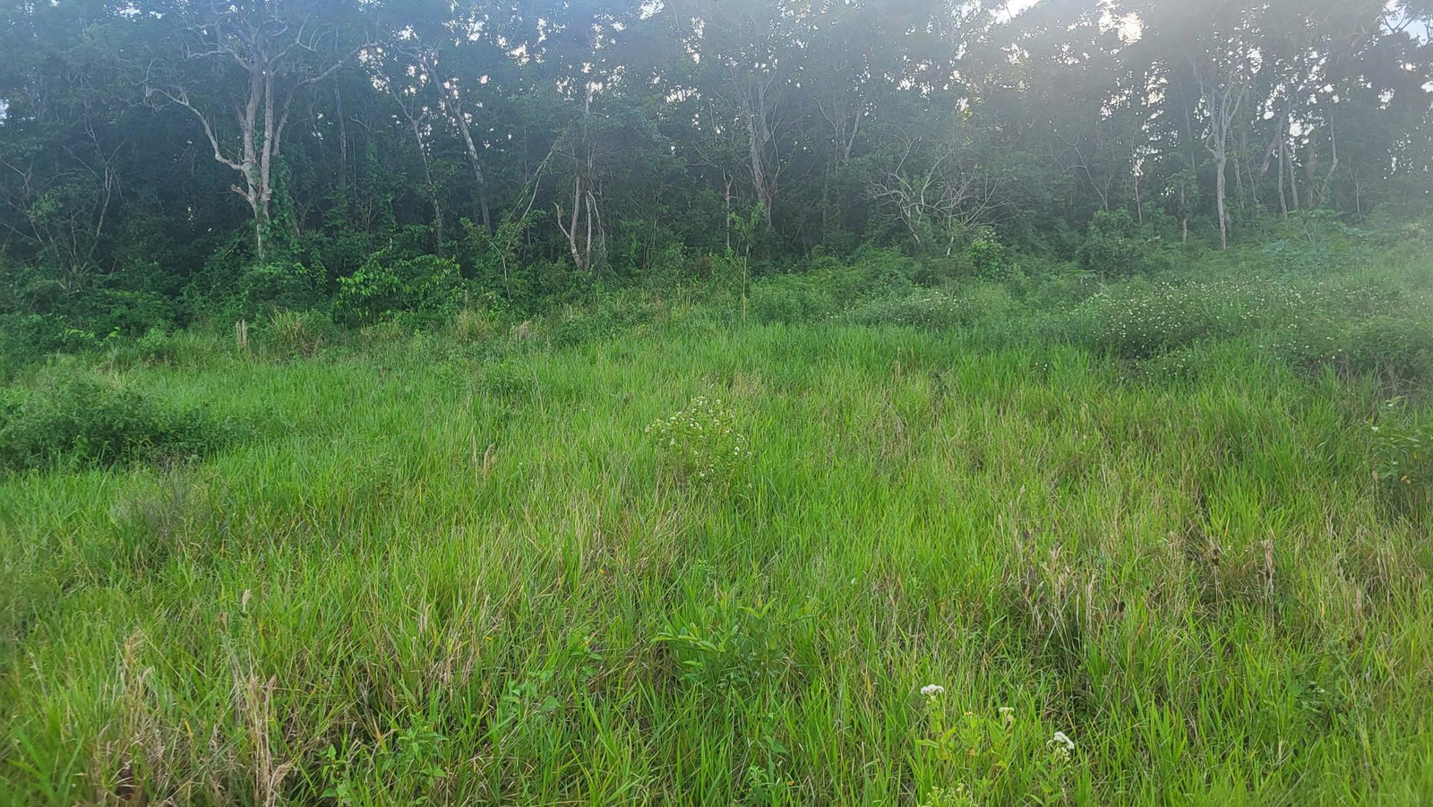 Residential-Lot-for-Sale-in-Newark-Grove-Manchester-Ideal-for-Dream-Home-or-Development Second image of 419 Newark Grove in Spur Tree, Manchester, Jamaica - property is For Sale