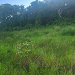 First image of 419 Newark Grove in Spur Tree, Manchester, Jamaica - property is For Sale