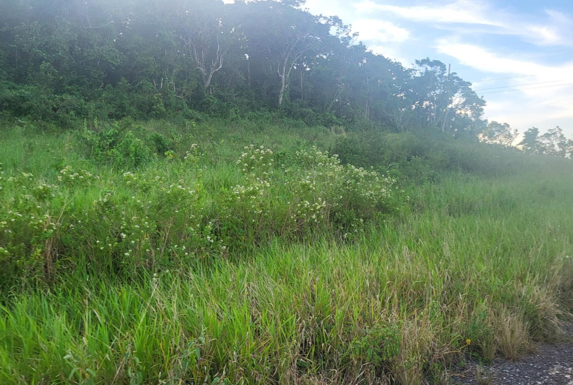 Fourth image of 419 Newark Grove in Spur Tree, Manchester, Jamaica - property is For Sale