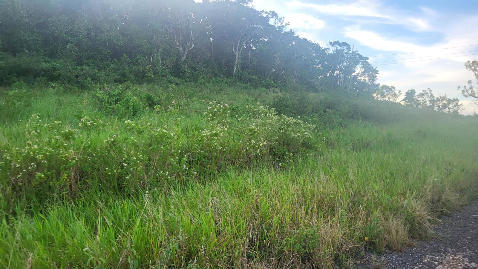 Residential-Lot-for-Sale-in-Newark-Grove-Manchester-Ideal-for-Dream-Home-or-Development Fourth image of 419 Newark Grove in Spur Tree, Manchester, Jamaica - property is For Sale
