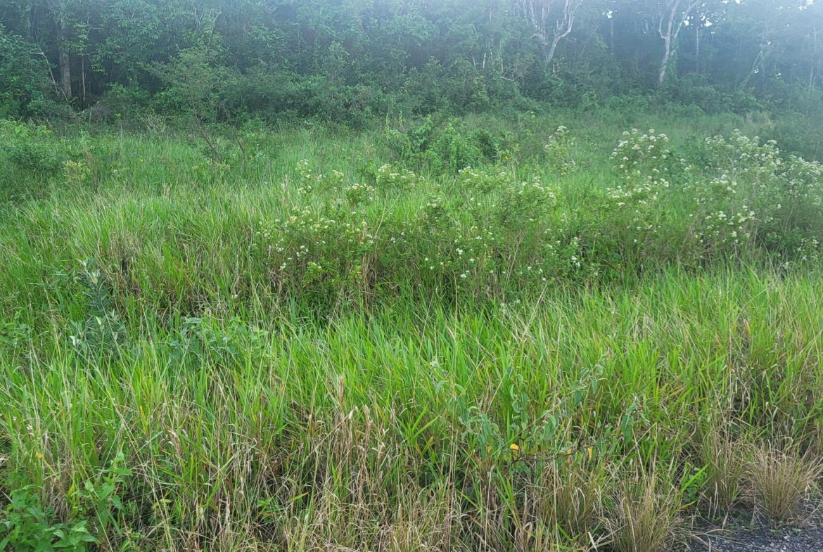 Fifth image of 419 Newark Grove in Spur Tree, Manchester, Jamaica - property is For Sale