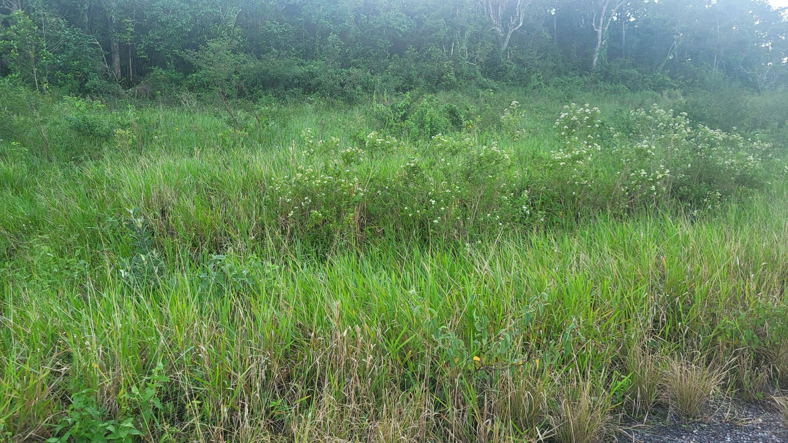 Residential-Lot-for-Sale-in-Newark-Grove-Manchester-Ideal-for-Dream-Home-or-Development Fifth image of 419 Newark Grove in Spur Tree, Manchester, Jamaica - property is For Sale