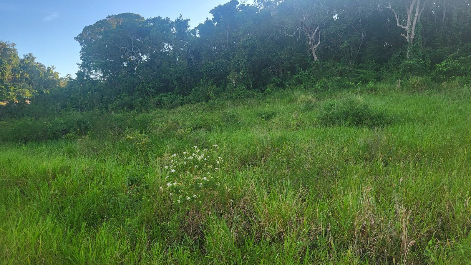 Residential-Lot-for-Sale-in-Newark-Grove-Manchester-Ideal-for-Dream-Home-or-Development First image of 419 Newark Grove in Spur Tree, Manchester, Jamaica - property is For Sale