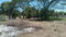 First image of Lot-55 Palmetto Pen in Palmetto Pen, Clarendon, Jamaica - property is For Sale